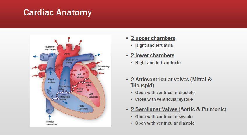Basic Cardiac Rhythms – Identification and Response
